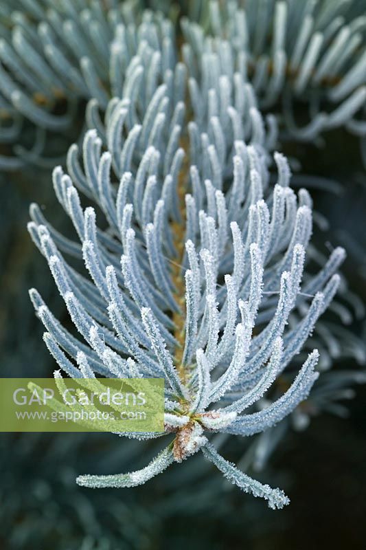 Hoar frost on the needle shaped leaves of Abies concolor 'Violacea' - Silver fir