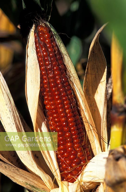 Coloured Zea mays - maize