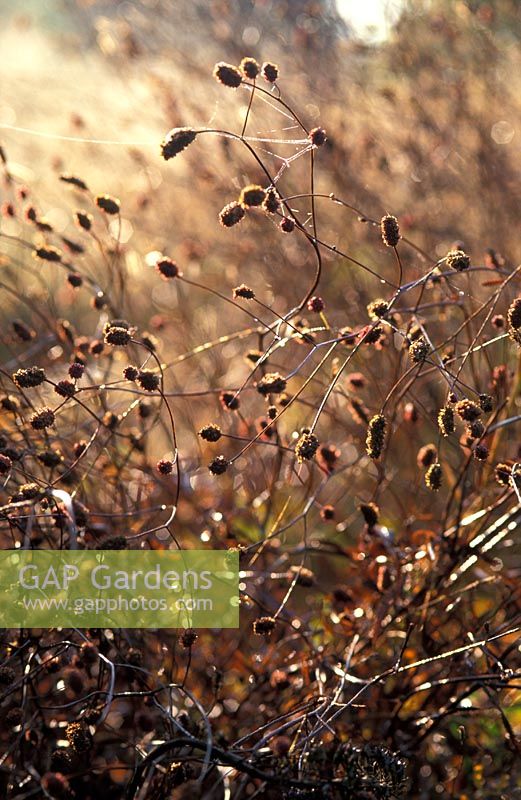 Seedheads of Sanguisorba 'Red Thunder' in Autumn