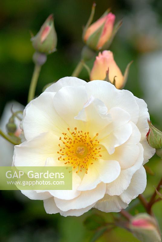 Rosa 'Penelope' flowering in June