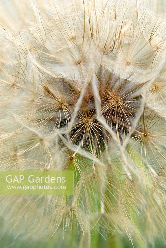 Graphic close up of Salsify seedhead
