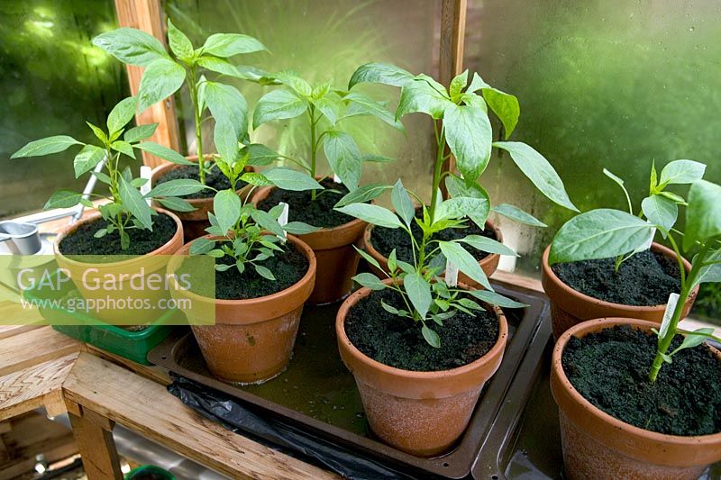 Young chilli plants potted up in greenhouse, standing in shallow trays for watering - various varieties