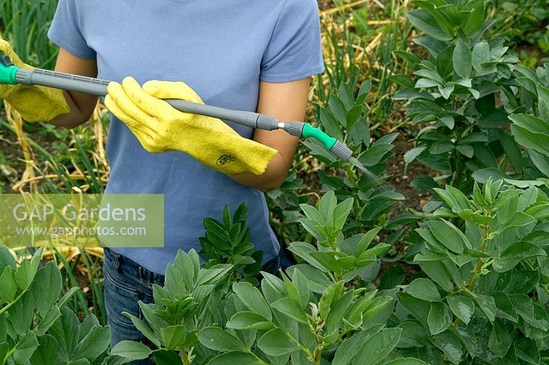 Spraying broad beans for black fly (Aphis fabae), spray lance and rubber gloves