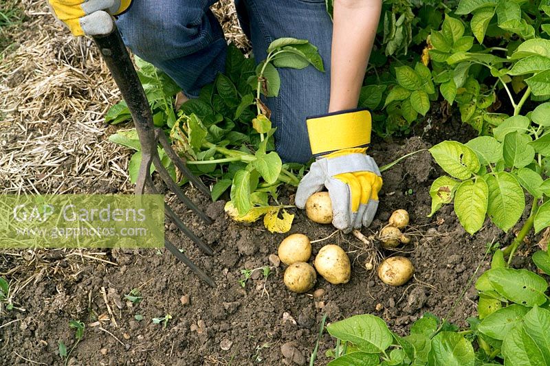 Digging early potatoes - Solanum tuberosum 'Accent' with garden fork