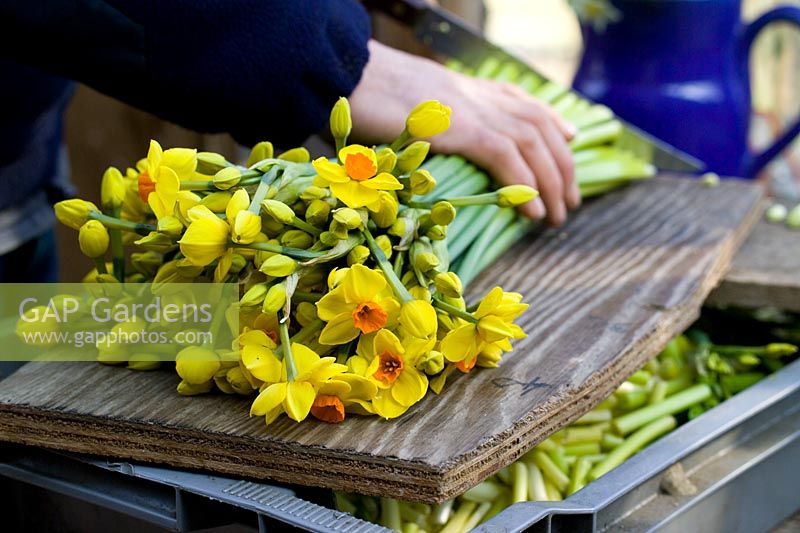 Measuring and trimming narcissi
