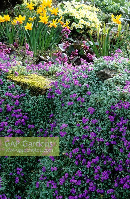 Spring border by wall at Great Dixter. Aubretia, Bergenia stracheyi, Primula vulgaris and Narcissus 'Jetfire'