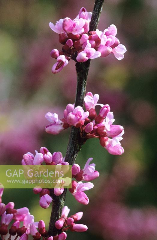 Cercis canadensis in flower