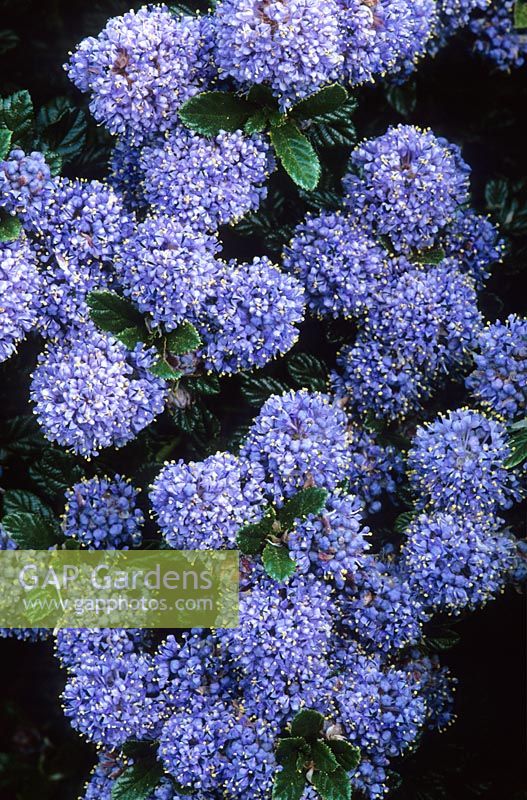 Ceanothus 'Blue Mound' - Californian lilac