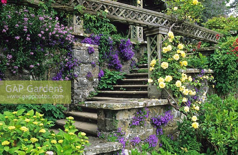 Bodnant. North Wales. The Lower Terrace. Rosa 'Golden Showers', Campanula portenschlagiana and Solanum 'Glasnevin' growing on stone terracing and steps sloping site
