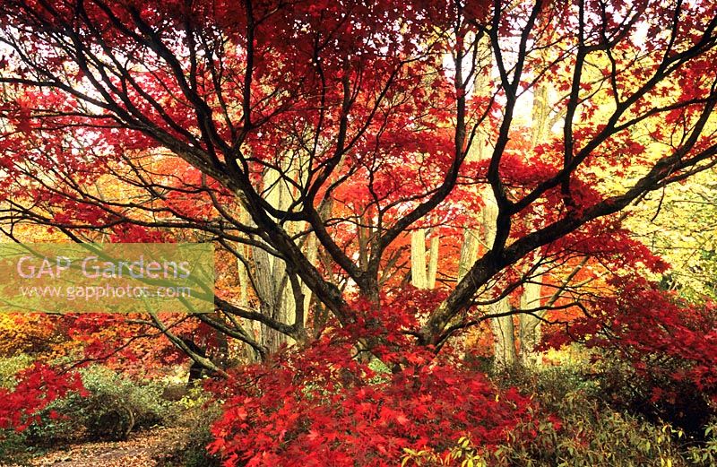 Acer palmatum - Japanese Maple at Winkworth Arboretum, Surrey in autumn - National Trust