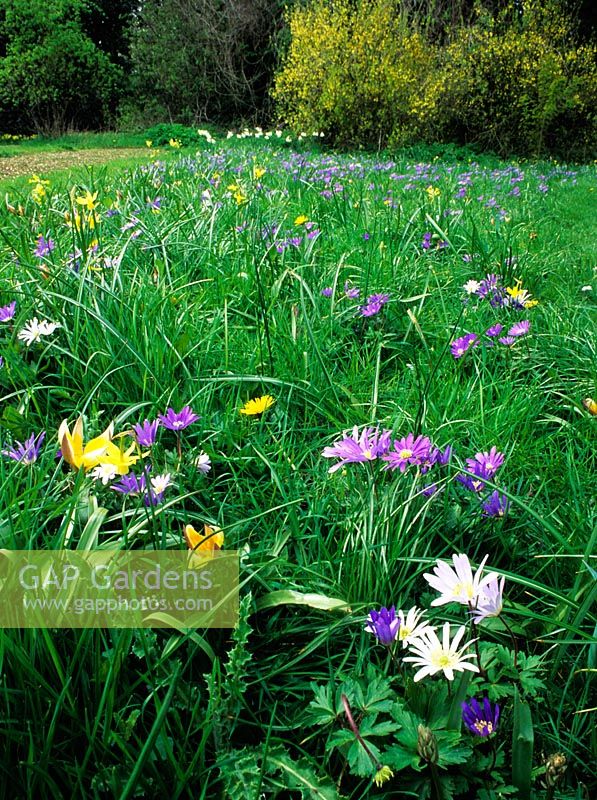 Anemonies and species Tulips planted on grass wild flower lawn - Ashton Wold, Cambridgeshire
