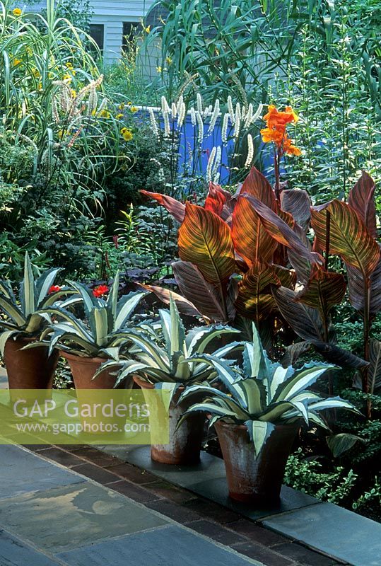Contemporary arrangement of terracotta containers planted with Agave america 'Variegata' in a row on patio. Border with orange Cannas, Cimicifuga simplex and Arundo donax

