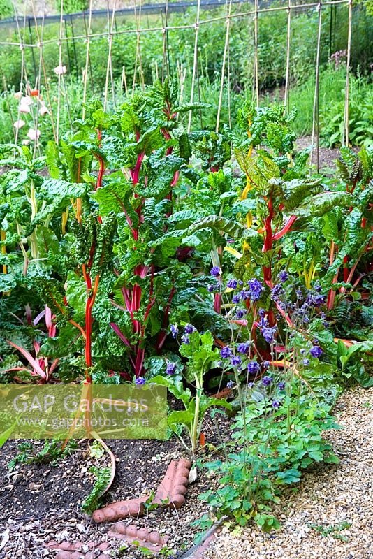 Ruby Chard in the Walled kitchen garden - Cerney House Gardens, Gloucestershire