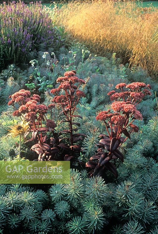 Sedum telephium 'Mohrchen' and Euphorbia cyparissias 'Clarice Howard'