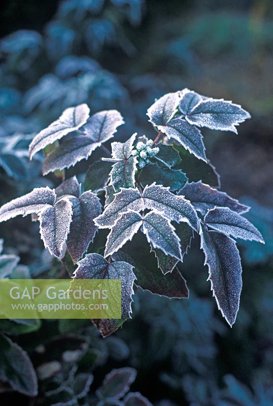 Mahonia aquifolium 'Smaraged' - Mountain Grape covered in ice