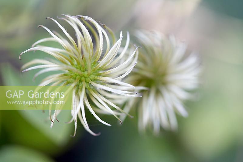 Seedheads of Clematis 'Hagley'