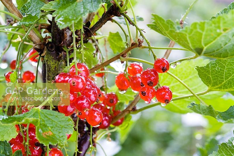 Redcurrant 'Earliest of Fourlands'