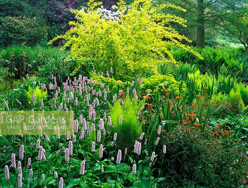 The shaded bog garden in Spring at Beth Chatto's Garden, Essex - Planting includes Persicaria bistorta 'Superba', Physocarpus opulifolius 'Luteus', Euphorbia griffithii 'Dixter', Carex pendula, Iris pseudacorus 'Variegata' and ferns