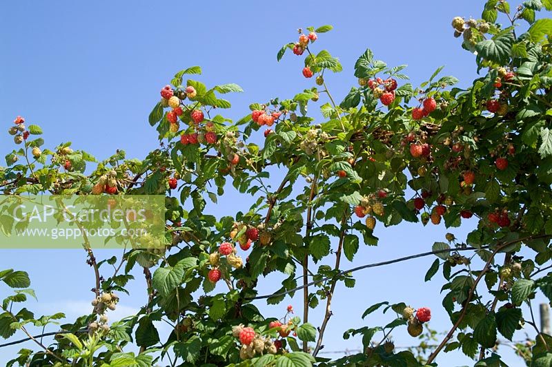Raspberry 'Octavia' trained on wires - Rubus idaeus