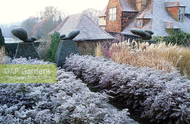 Frost in the Peacock Garden at Great Dixter with topiary, grasses and aster hedges - Aster lateriflorus 'Horizontalis'