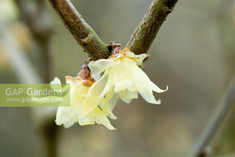Chimonanthus praecox 'Luteus' syn. 'Concolor'. Wintersweet. Winter flowering shrub, 22 March