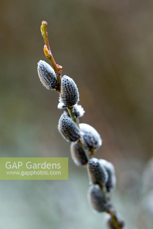 Sakix. Dark grey buds of catkins in early spring. Possibly Salix irrorata. 22 March