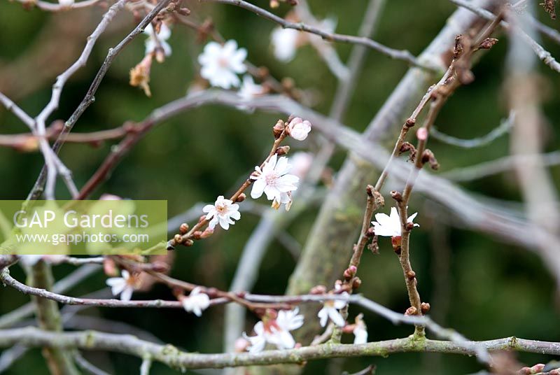 Prunus x subhirtella 'Autumnalis'.  Winter flowering cherry, 22 March