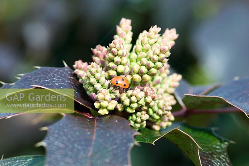 Mahonia aquifolium 'Apollo' - Oregon grape with flower buds and a ladybird. RHS award.  22 March