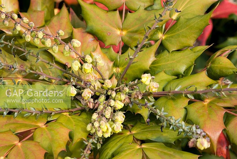 Mahonia japonica 'Bealei' with flower buds in late winter, an evergreen shrub.  22 March