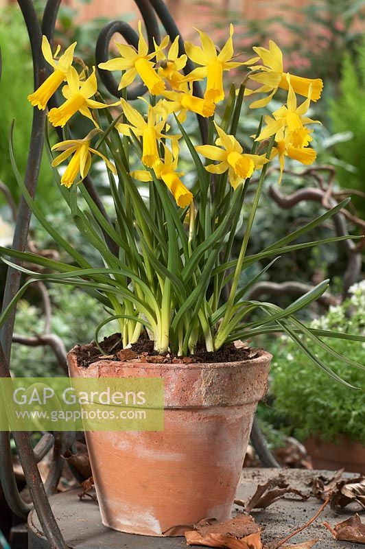 Narcissus 'Mite' in pot