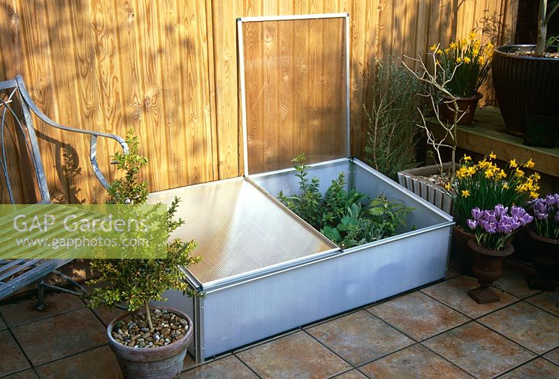 Plastic cold frame full of small plants sitting on patio of town garden -  Containers of Crocus vernus 'Pickwick', Narcissus 'Tete-a-Tete' and Buxus sempervirens