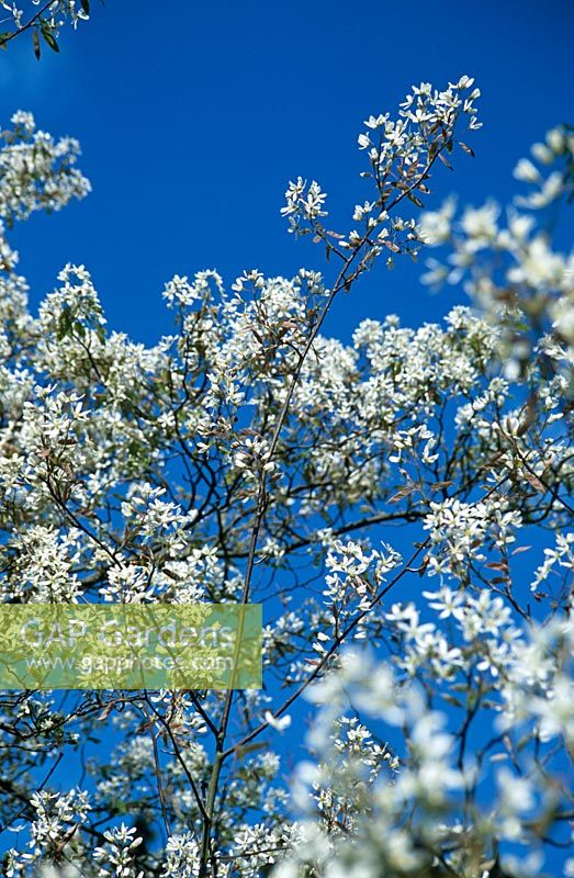 White spring blossom on Amerlanchier lamarckii