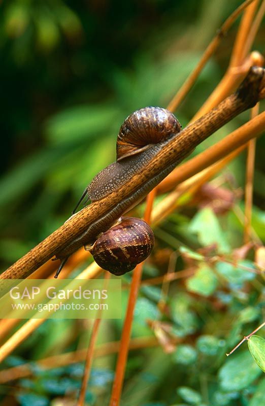 Snails on stem of Thalictrum  aquilegiifolium 