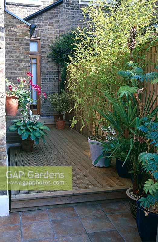 After - back garden area between terraced houses with new fence, decking and patio laid - Containers with variegated Buxus, Hosta, Phyllostachys 'Aurea', Trachycarpus fortunei, Melianthus major and trailing ivy-leaved pelargonium