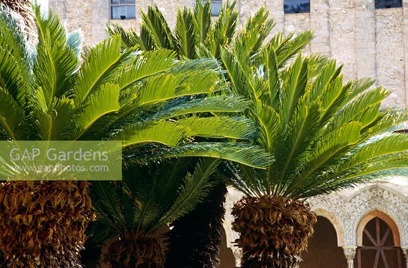 Cycas revoluta - Japanese sago palm in the cloisters of the Cathedral at Monreale, near Palermo, Sicily