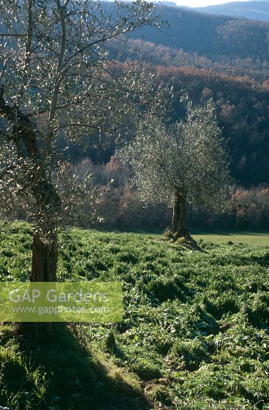 Olea europaea - Olive trees in winter landscape of Umbria, near Perugia 