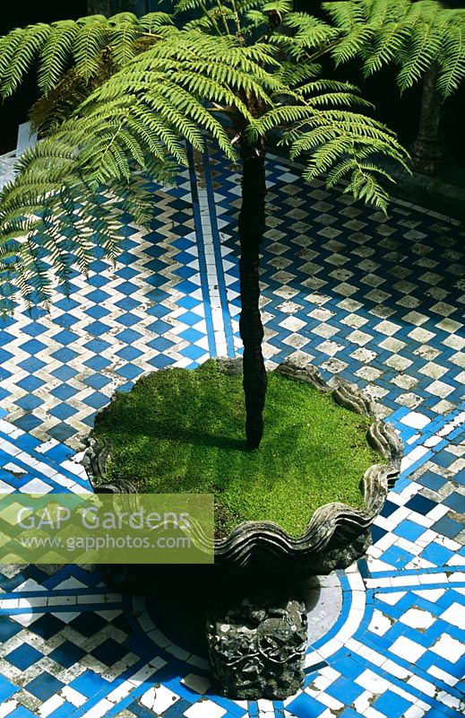 Cyathea australis in container shaped like giant clam in tiled courtyard of Pena Palace, near Sintra, Lisbon Portugal in May
