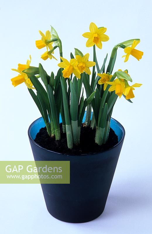 Narcissus 'Tete a tete' in a glass container