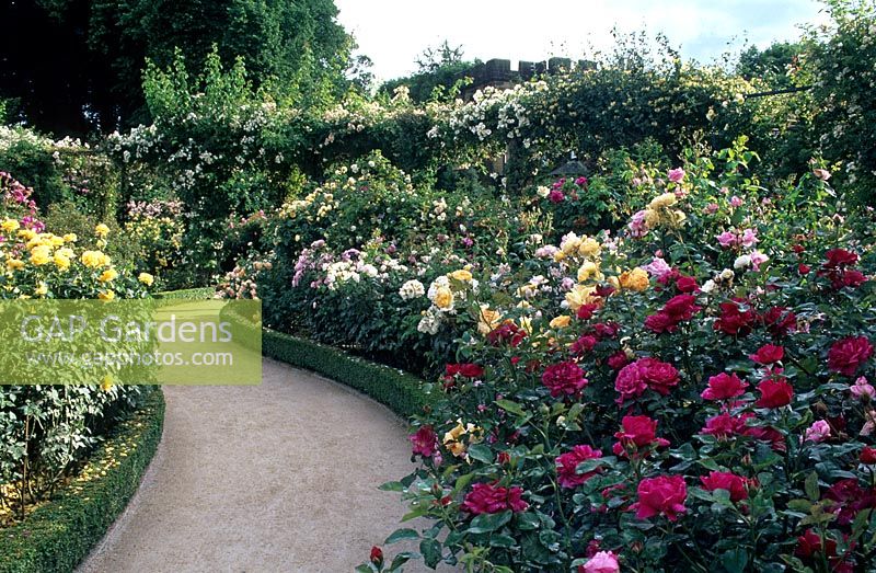 Alnwick Castle Rose Garden