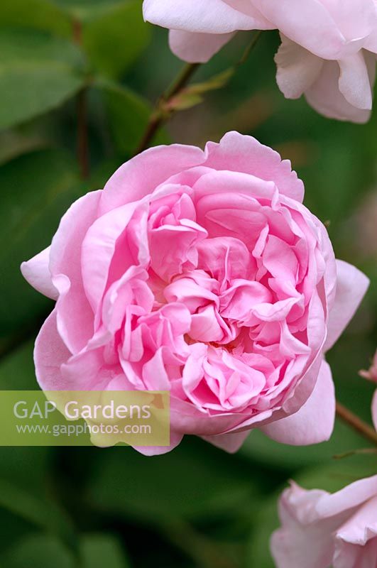 Rosa 'Fantin-Latour' flowering in June.