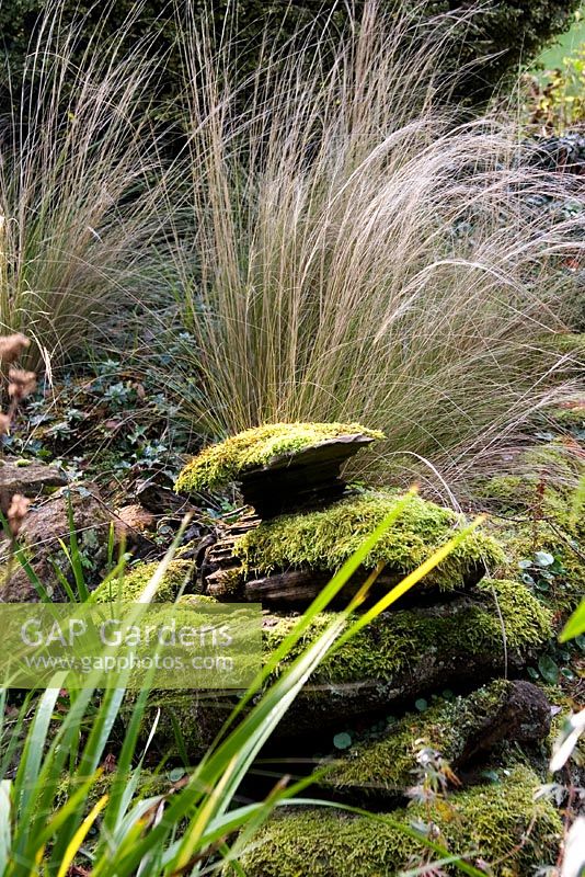 Moss growing on rocks with Stipa tennuissima behind