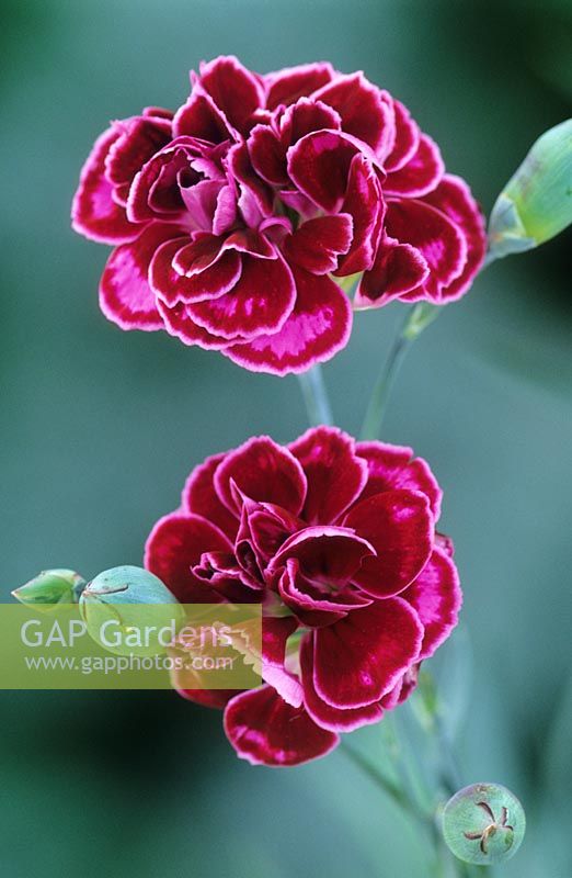 Dianthus 'Laced Monarch' - Carnation