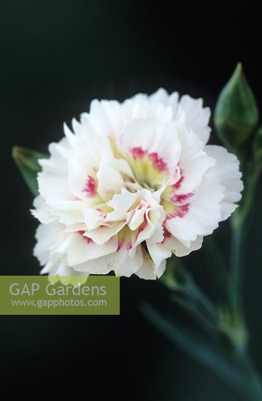 Dianthus 'Alan Titchmarsh' - Carnation