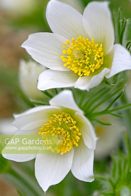 Pulsatilla vulgaris 'Alba' - White Pasque Flower
