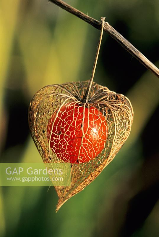 Physalis alkekengi var. franchetii - showing the red fruit enclosed in the dried Calyces