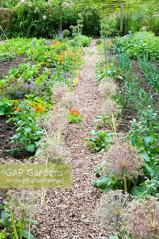 Paths between vegetable beds edged with Alliums in walled kitchen garden - Cerney House Gardens, Gloucestershire 