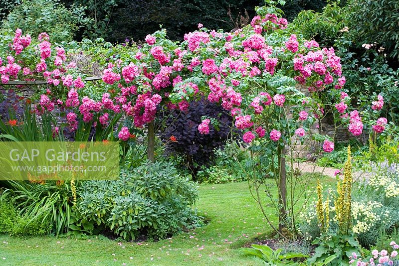 Rosa 'American Pillar' growing over rustic wooden archway - Cerney House Gardens, Gloucestershire