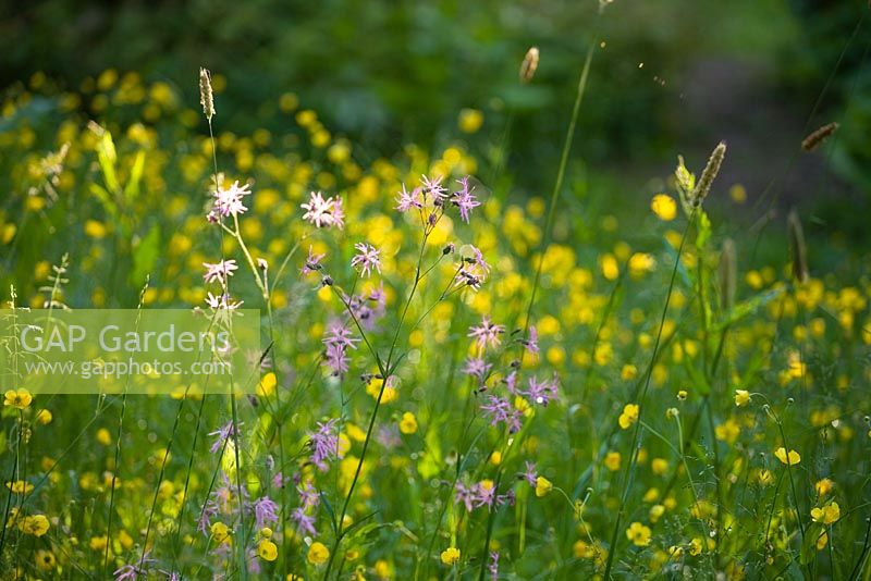 Wild flower meadow with Lychnis cuculi -Ragged Robin, and Ranunculus acris - Common Meadow Buttercup 