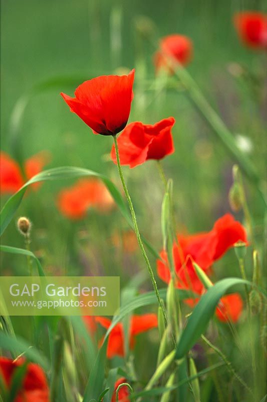 Papaver rhoeas - Field Poppy 