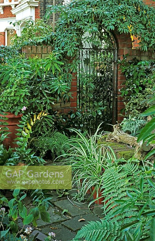 Trompe l'oeil mirror and gate covered with Clematis armandii - Camellia, Euphorbia and Ferns in raised brick bed and Chlorophytum in pots shady front garden 